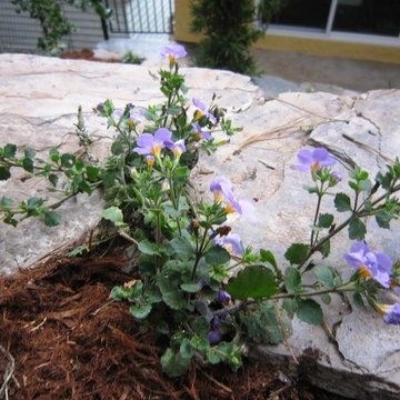 San Francisco Retaining Wall with Shade Garden