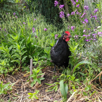 Potager en Permaculture