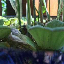 Water Gardening - Gardening And Lawn Care