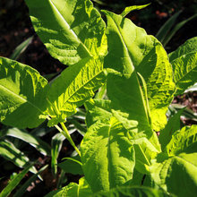Shade Plants