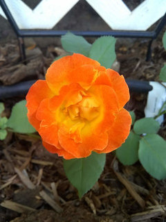 Pinata Bloom Reviews and pictures of pinata? | Houzz Forum