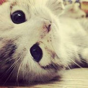 Aiman's photo