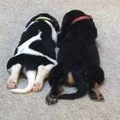 Jennifer Wiley's photo