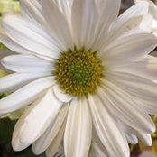 Lori Thompson's photo