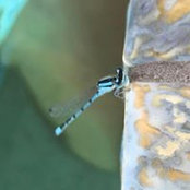 Chelsea Whittaker's photo