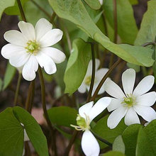 MO Native Plants
