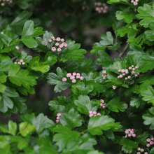 Piante