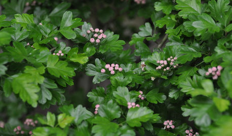 19 Piante per Balconi e Terrazzi Ventosi
