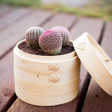 Dish Gardening Ideas