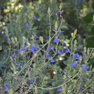 Southwestern Plants