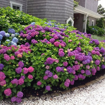 Hydrangea Festival Contest