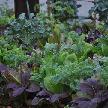 Edible Landscape Project - New Port Richey, FL