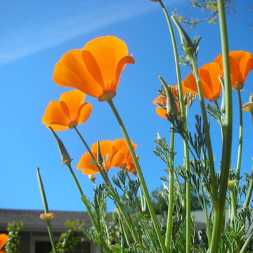 California Native Plants