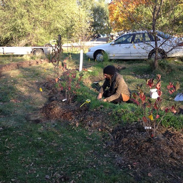 Food Forest Design & Implementation