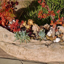 driftwood planter