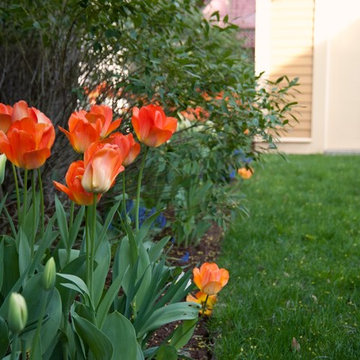 Spring Tulips in Cambridge, MA