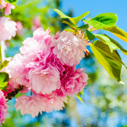 Pink Coated Blues - Photographs