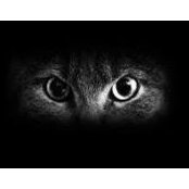 Nikki Hebert's photo