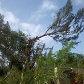 Garrido Bonsai's photo