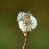 SallyAnn Thomas's photo