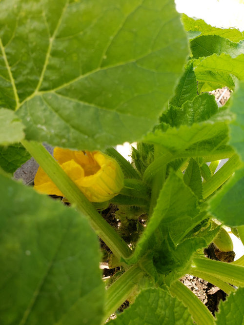 Yellow Squash Flower Died and Squash is not Growing