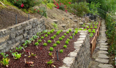 6 astuces pour cultiver des légumes sur un terrain en pente