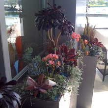 Succulents