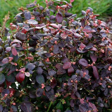 Brazelberries