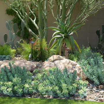 Succulents