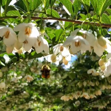 Japanese Snowbell