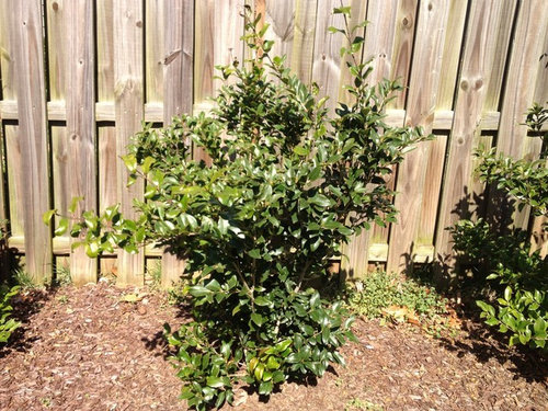 Ligustrum Help Needed Pruning And Health Thank You