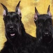 Suzanne Goldberg's photo