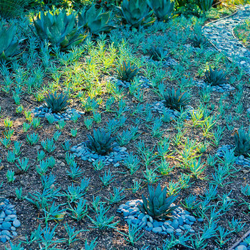 Succulent Garden, and Dry River, Drought Tolerant Garden