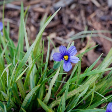 Blue Eyed Grass