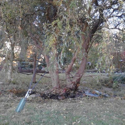 Tree Restoration - Products