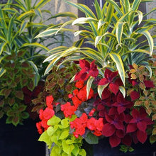 container gardening