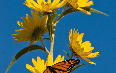 Great Design Plant: Helianthus Maximiliani Attracts Beneficial Insects