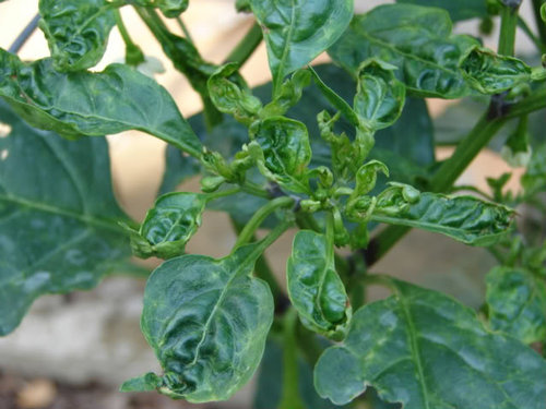 Pepper leaf curl (Pic)