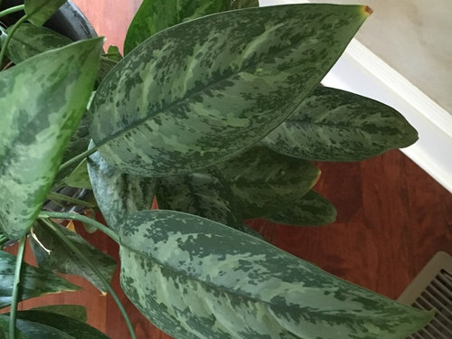 Aglaonema ID/Pollination?