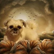 Sandy Bowman's photo