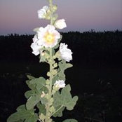 Foto von Karen Patterson