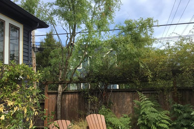 Renovation of interface between a topped Corkscrew Willow and a Climbing Rose.