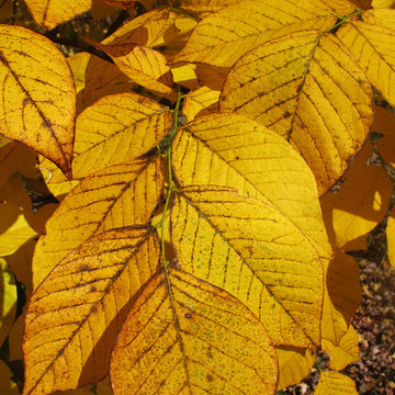 Fall Color Fun