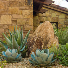 Jardim de Cactus