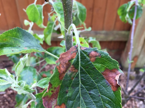 Brown spots on apple tree leaves