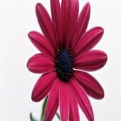 Ann Burks's photo