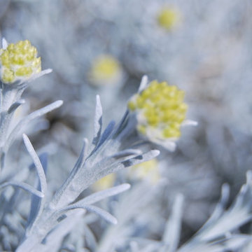 Helicrisum