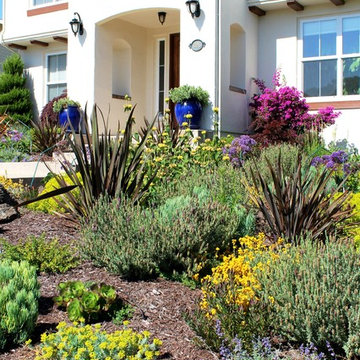 Coastal Mediterranean Deer-Resistant Garden