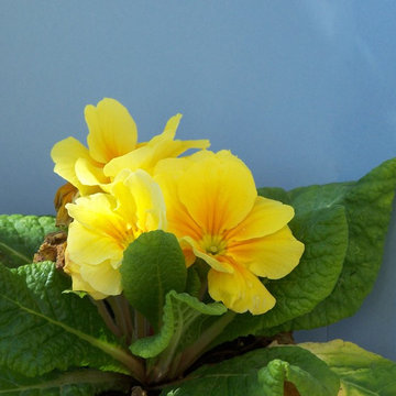 Fiori da giardino