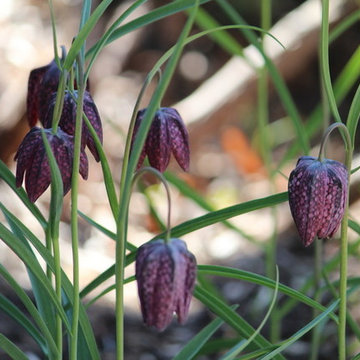Checkered Fritillary
